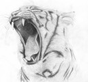 Tigra